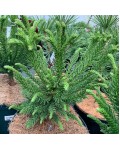 Cryptomeria ’Dinger’